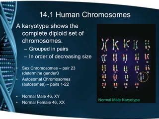 Read Chapter 14 Human Chromosomes 