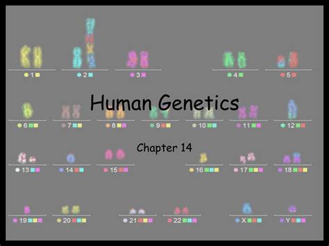 Read Online Chapter 14 Human Genetics Ppt 