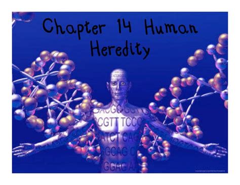 Download Chapter 14 Human Heredity 