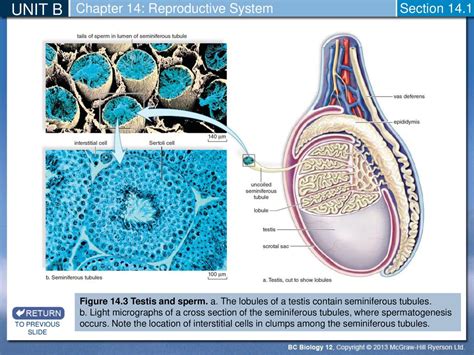 Full Download Chapter 14 Reproductive System 