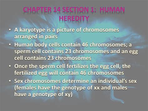 Download Chapter 14 Section 1 Human Heredity 