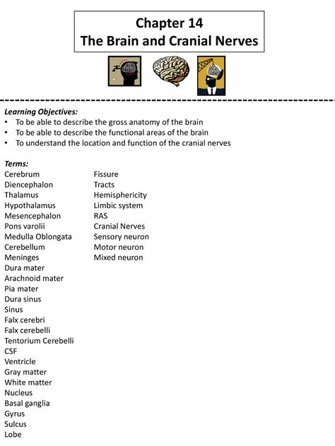 Read Chapter 14 The Brain And Cranial Nerves Lecture Outline 