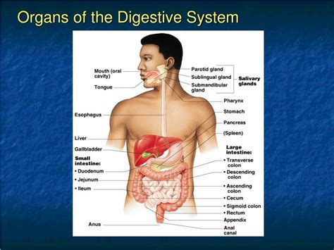 Read Online Chapter 14 The Digestive System Answers 