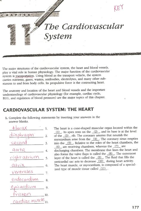 Full Download Chapter 15 Cardiovascular System Answer 