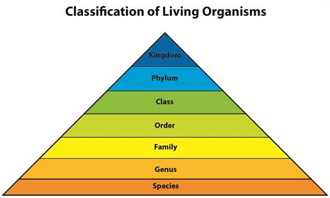 Read Online Chapter 15 Classification Systems 