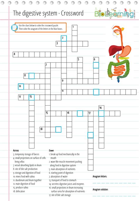 Full Download Chapter 15 Digestive System Crossword 