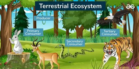 Read Online Chapter 15 Ecosystems Earth Science Home 