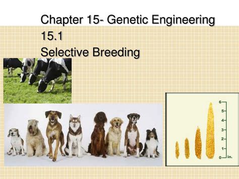 Read Online Chapter 15 Genetic Engineering 