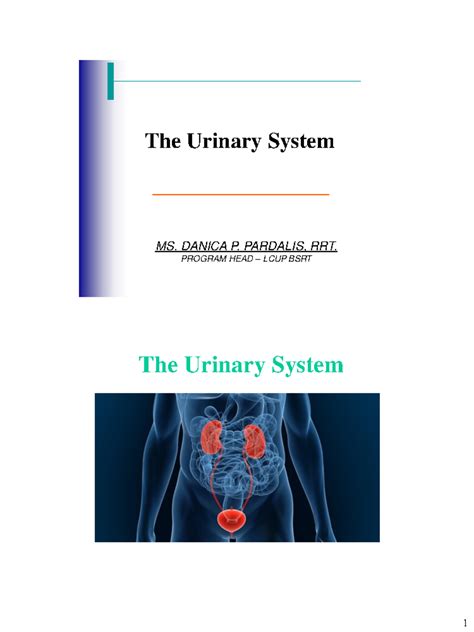 Read Online Chapter 15 Urinary System Answers 