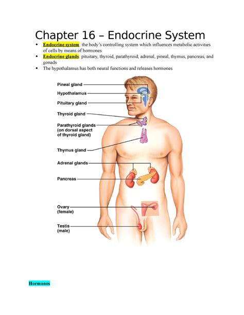 Read Online Chapter 16 Endocrine System 