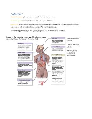 Full Download Chapter 16 Endocrine System Answers 