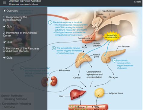 Read Online Chapter 16 Endocrine System Flashcards 