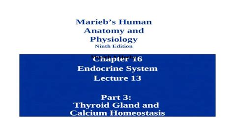 Download Chapter 16 Endocrine System Marieb 
