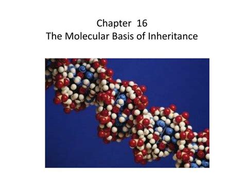 Read Chapter 16 Molecular Basis Of Inheritance 