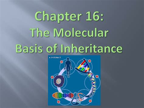 Read Chapter 16 Molecular Basis Of Inheritance 