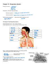Read Chapter 16 Respiratory System Study Guide Answers 