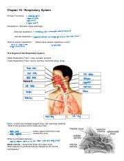 Download Chapter 16 Respiratory System Study Guide Answers 