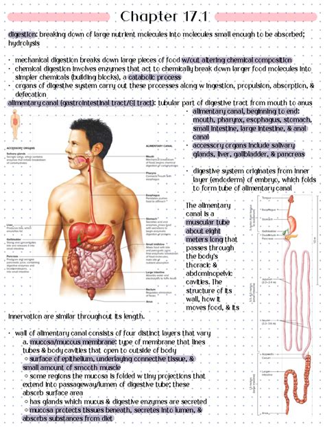 Read Chapter 17 Digestive System 