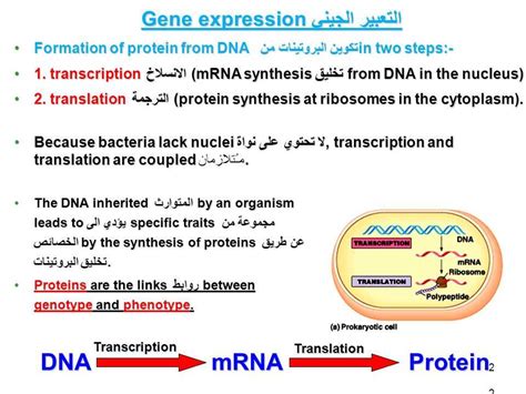 Read Chapter 17 From Gene To Protein Answers Reading Guide 