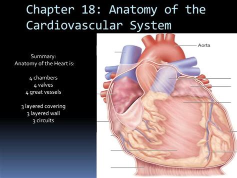 Read Online Chapter 18 Cardiovascular System Anatomy 