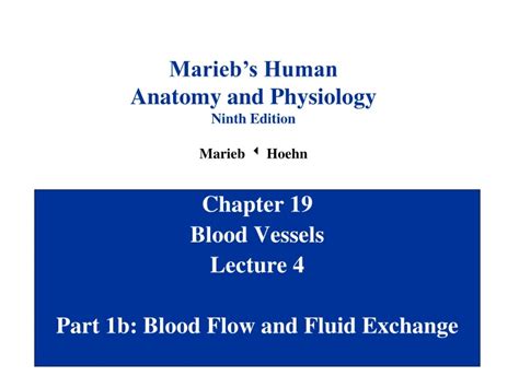 Read Online Chapter 19 Blood Vessels Lecture 4 