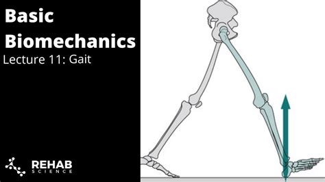 Read Chapter 2 Biomechanics Of Human Gait Ac 