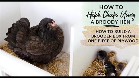Read Online Chapter 2 Brooding And Brooder Pens 