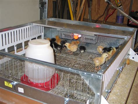 Read Online Chapter 2 Brooding And Brooder Pens 