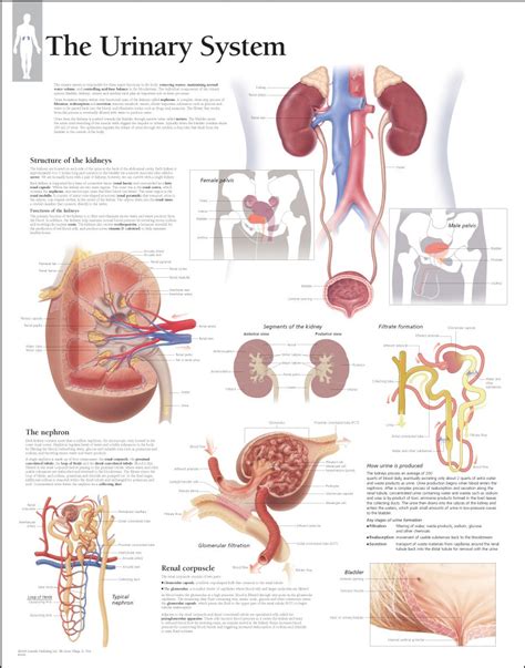 Full Download Chapter 21 The Urinary System Multiple Choice 