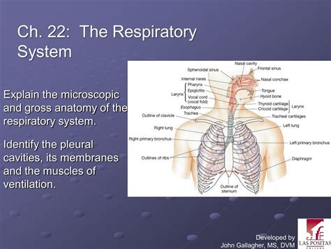 Read Chapter 22 Respiratory System Answers 