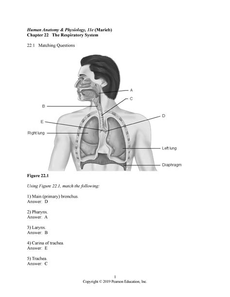 Read Online Chapter 22 Respiratory System Test Bank 