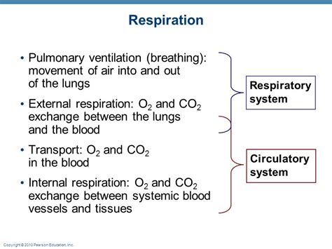 Full Download Chapter 22 The Respiratory System Marieb 