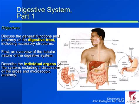 Download Chapter 23 Digestive System 