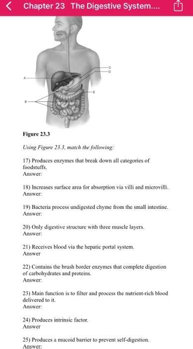Read Online Chapter 23 The Digestive System Matching Questions 