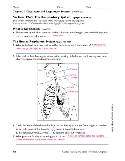 Read Chapter 23 The Respiratory System Worksheet Answers 
