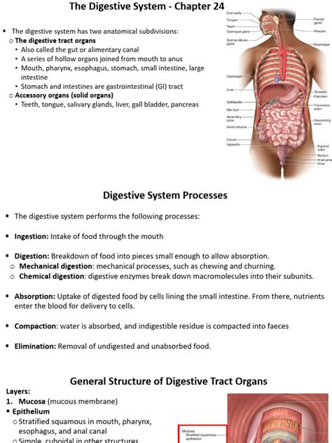 Read Chapter 24 Digestive System 