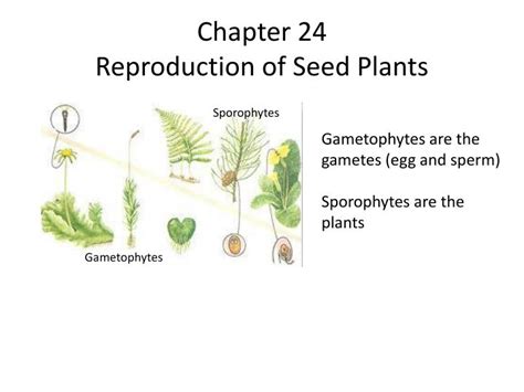 Full Download Chapter 24 Reproduction Of Seed Plants Answers 