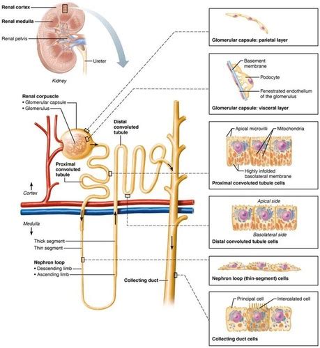 Read Chapter 25 Urinary System Quizlet 