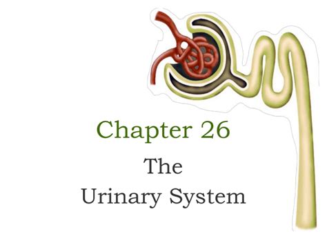 Read Online Chapter 26 Urinary System Multiple Choice 