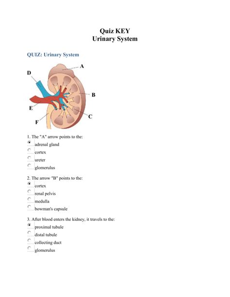 Download Chapter 26 Urinary System Quiz 