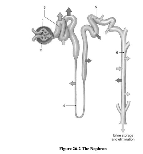 Download Chapter 26 Urinary System Quiz 