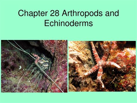 Read Online Chapter 28 Arthropods And Echinoderms Se 