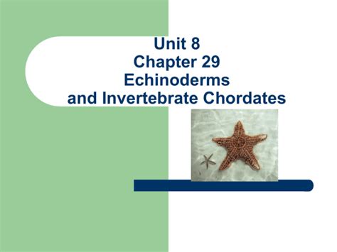 Download Chapter 29 Echinoderms And Invertebrate Chordates Glencoe 