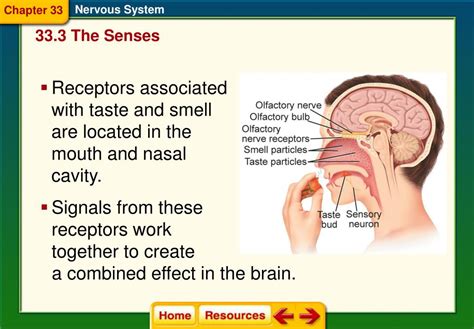 Read Online Chapter 33 Nervous System Csec Academics 