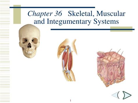 Read Chapter 36 Skeletal Muscular And Integumentary Systems Vocabulary Review 