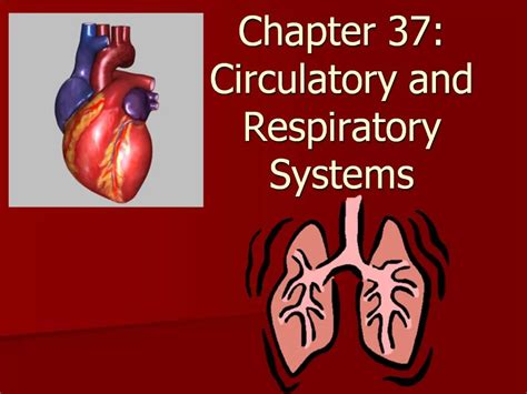 Full Download Chapter 37 Circulatory And Respiratory Systems 