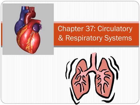 Read Online Chapter 37 Circulatory And Respiratory Systems Section 2 