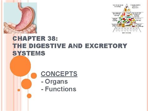 Read Chapter 38 Digestive And Excretory Systems Assessment 