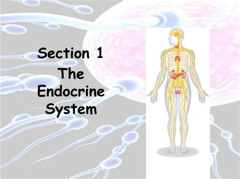 Download Chapter 39 Endocrine And Reproductive Systems 