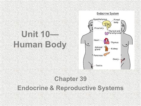 Download Chapter 39 Endocrine And Reproductive Systems 